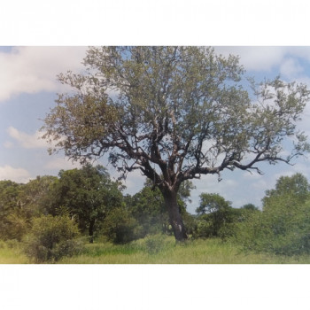 Bois de plomb