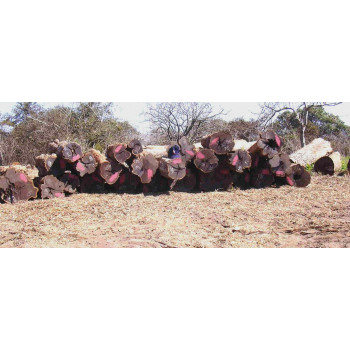 Ebène du Mozambique
